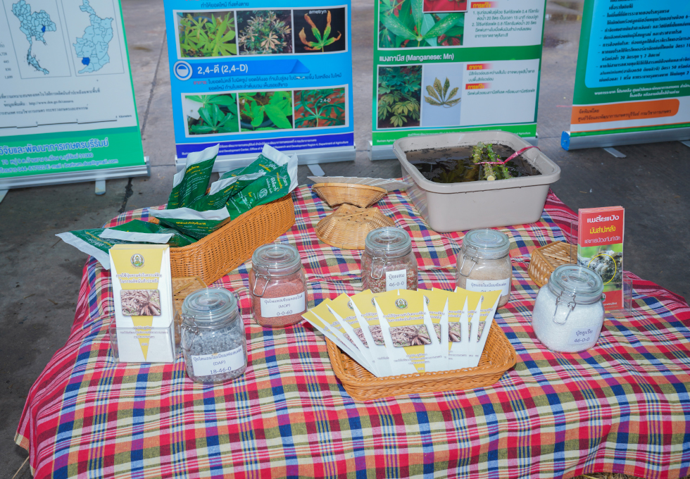 Cassava Cultivation Knowledge Exhibition.jpg