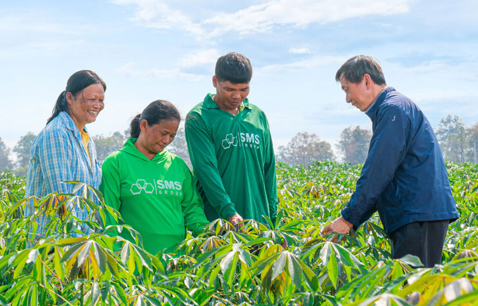 Sustainable Cassava Farming 